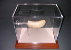 Riser and case with movable display for an inscribed ivory