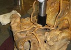 Walrus Skull Bent Armature, skeleton display, conservation mount, fossil display