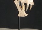 Wild cat skull armature, skull display, skull mount, skull